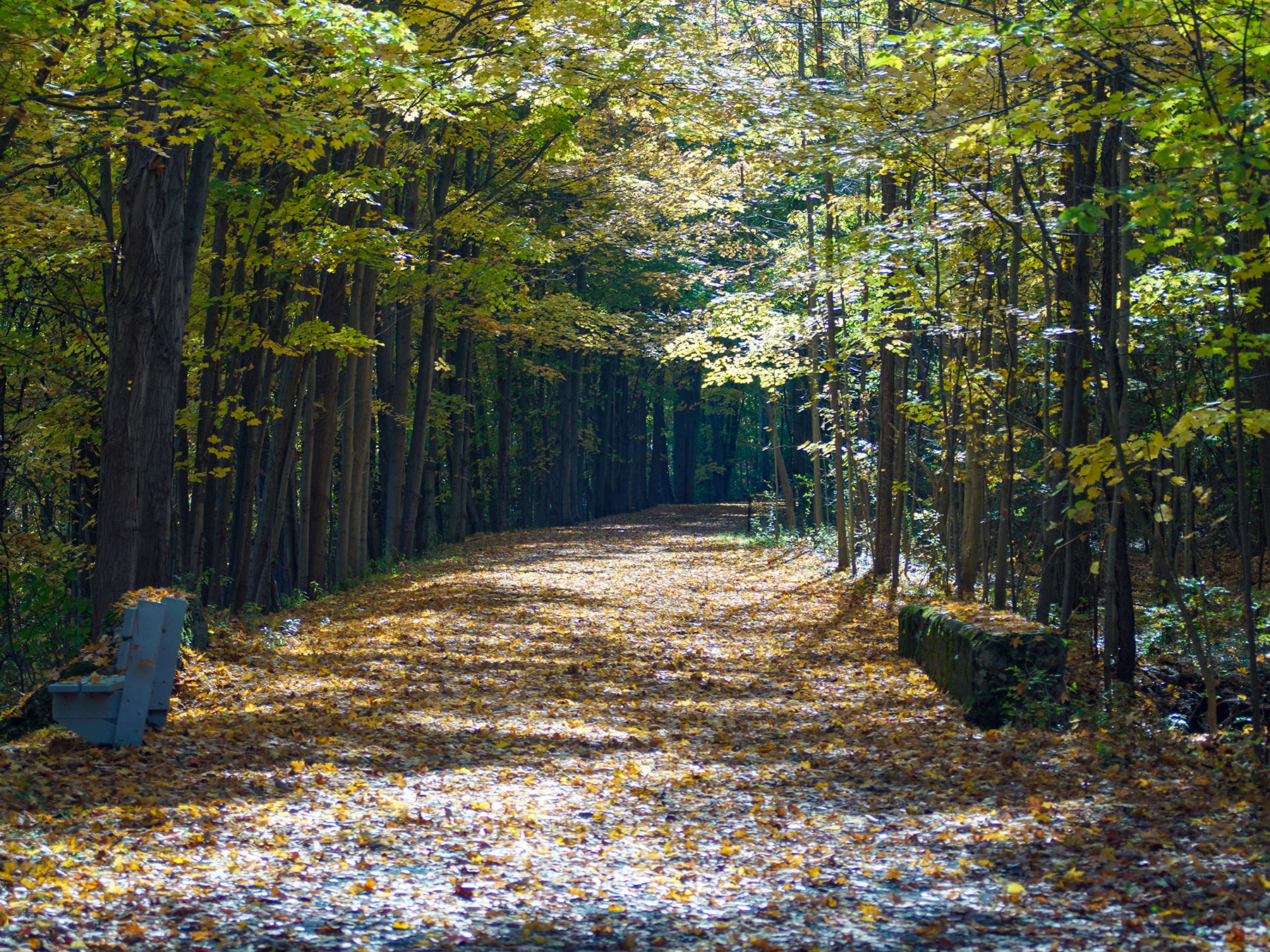 trail with leaves
